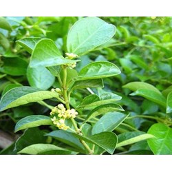 Dây thìa canh có tác dụng gì đối với sức khỏe ?