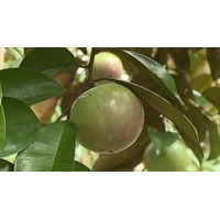 Công dụng của lá và cây vú sữa đối với sức khỏe