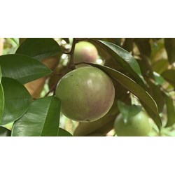 Công dụng của lá và cây vú sữa đối với sức khỏe