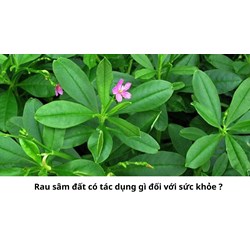Rau sâm đất có tác dụng gì đối với sức khỏe ?