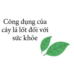 Công dụng của cây lá lốt đối với sức khỏe