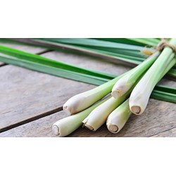 Củ sả có tác dụng gì đối với sức khỏe ?