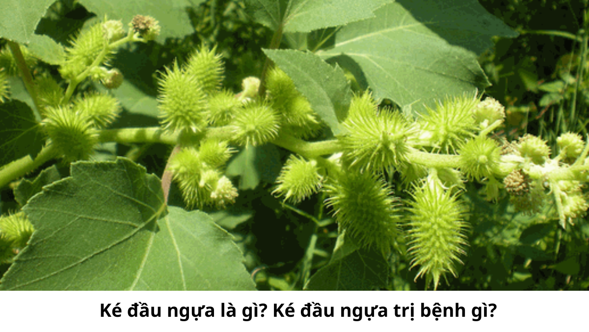 Ké đầu ngựa là gì? Ké đầu ngựa trị bệnh gì?