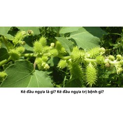 Ké đầu ngựa là gì? Ké đầu ngựa trị bệnh gì?