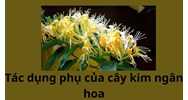 Tác dụng phụ của cây kim ngân hoa