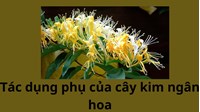 Tác dụng phụ của cây kim ngân hoa