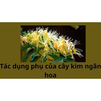 Tác dụng phụ của cây kim ngân hoa