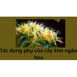 Tác dụng phụ của cây kim ngân hoa