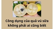Công dụng của quả vú sữa không phải ai cũng biết