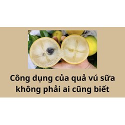 Công dụng của quả vú sữa không phải ai cũng biết