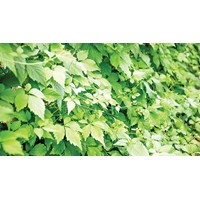 Cây giảo cổ lam ở đâu và có tác dụng như thế nào?