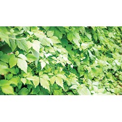 Cây giảo cổ lam ở đâu và có tác dụng như thế nào?
