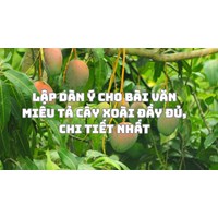 Lập dàn ý cho bài văn miêu tả cây xoài đầy đủ, chi tiết nhất
