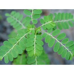 Cây chó đẻ răng cưa có tác dụng gì đối với sức khỏe ?