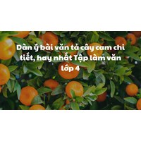 Dàn ý bài văn tả cây cam chi tiết, hay nhất Tập làm văn lớp 4