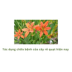 Tác dụng chữa bệnh của cây rẻ quạt hiện nay