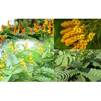 Công dụng của cây muồng trâu đối với sức khỏe