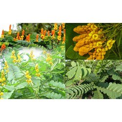 Công dụng của cây muồng trâu đối với sức khỏe