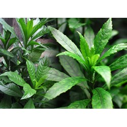 Các công dụng của cây xương sông đối với sức khỏe