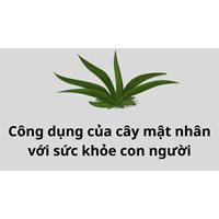 Công dụng của cây mật nhân với sức khỏe con người