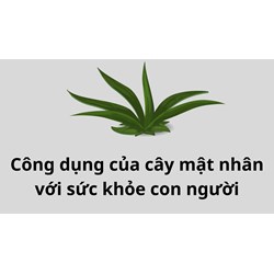 Công dụng của cây mật nhân với sức khỏe con người