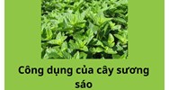 Công dụng của cây sương sáo không phải ai cũng biết