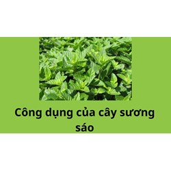 Công dụng của cây sương sáo không phải ai cũng biết