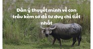Dàn ý thuyết minh về con trâu kèm sơ đồ tư duy chi tiết nhất