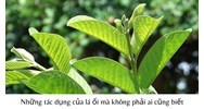 Những tác dụng của lá ổi mà không phải ai cũng biết