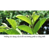 Những tác dụng của lá ổi mà không phải ai cũng biết