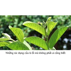 Những tác dụng của lá ổi mà không phải ai cũng biết
