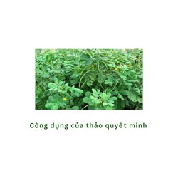 Công dụng của thảo quyết minh