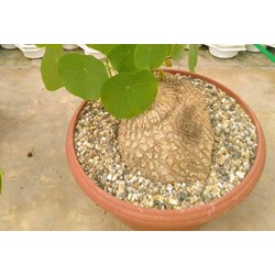 Củ bình vôi có tác dụng gì đối với sức khỏe ?