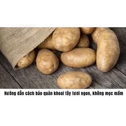 Hướng dẫn cách bảo quản khoai tây tươi ngon, không mọc mầm