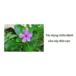 Tác dụng chữa bệnh của cây dừa cạn
