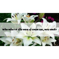 Văn mẫu tả cây hoa lý chọn lọc, hay nhất