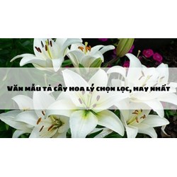 Văn mẫu tả cây hoa lý chọn lọc, hay nhất