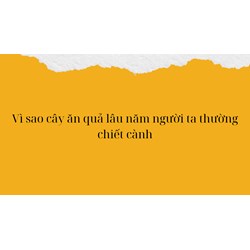 Vì sao cây ăn quả lâu năm người ta thường chiết cành