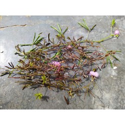 Các công dụng của cây mắc cỡ đối với sức khỏe