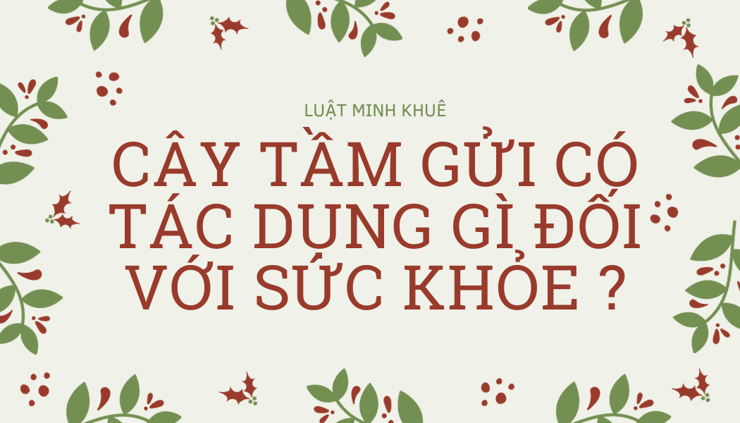 Cây tầm gửi có tác dụng gì đối với sức khỏe