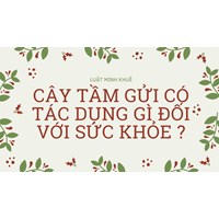 Cây tầm gửi có tác dụng gì đối với sức khỏe ?