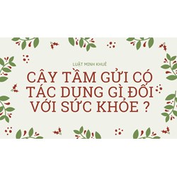 Cây tầm gửi có tác dụng gì đối với sức khỏe ?
