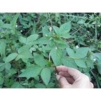 Công dụng của cây mần ri đối với sức khỏe