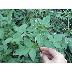 Công dụng của cây mần ri đối với sức khỏe