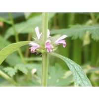 Lợi ích mẫu trị rong kinh như thế nào?