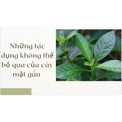 Những tác dụng không thể bỏ qua của cây mật gấu