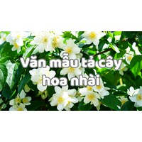 Văn mẫu tả cây hoa nhài chọn lọc hay nhất
