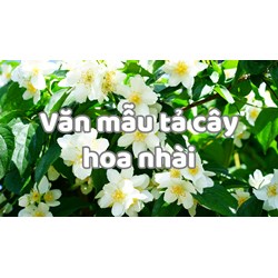 Văn mẫu tả cây hoa nhài chọn lọc hay nhất