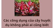 Các công dụng của cây huyết dụ không phải ai cũng biết
