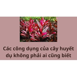 Các công dụng của cây huyết dụ không phải ai cũng biết